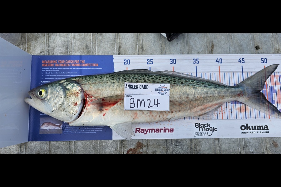 Kerry Merriman caught this 48.5cm Kahawai at Bay of Plenty during The Hirepool Baitmates Fishing Comp