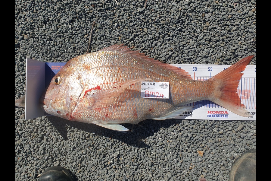 Rodney Niven caught this 63.5cm Snapper at Wellington during The Hirepool Baitmates Fishing Comp