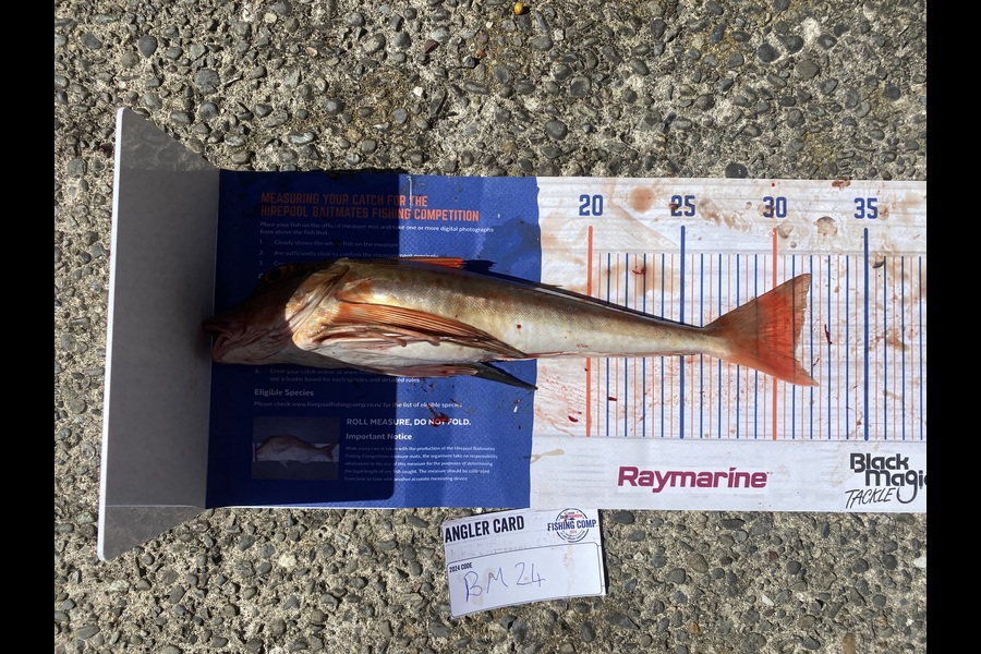 Ben Jones caught this 31.0cm Gurnard at Nelson/Marlborough during The Hirepool Baitmates Fishing Comp
