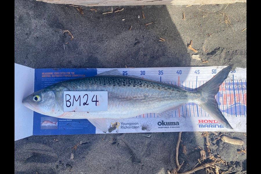 Keoni Ratahi caught this 50.0cm Kahawai at Taranaki during The Hirepool Baitmates Fishing Comp