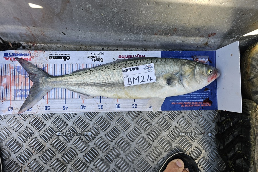 Wesley  Skinner  caught this 54.0cm Kahawai at Canterbury during The Hirepool Baitmates Fishing Comp