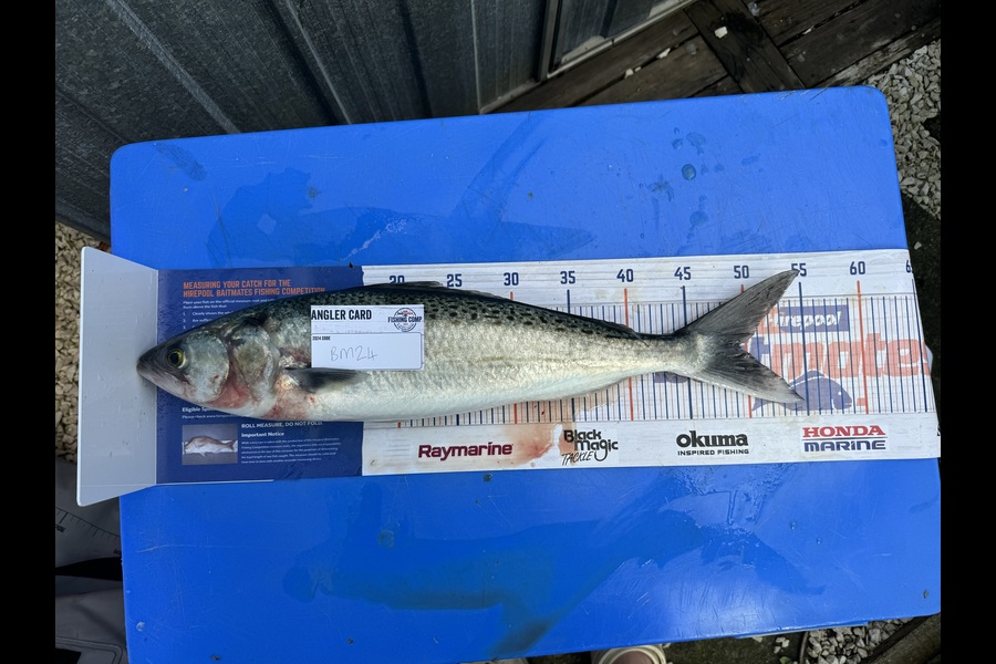 Josh Hough caught this 49.0cm Kahawai at Bay of Plenty during The Hirepool Baitmates Fishing Comp