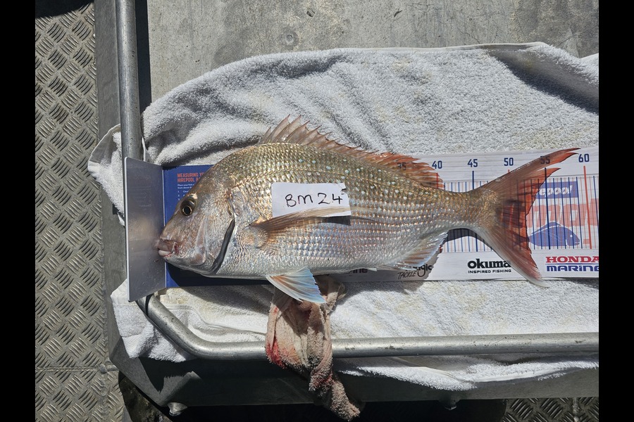 Phillip Rose caught this 52.0cm Snapper at Nelson/Marlborough during The Hirepool Baitmates Fishing Comp