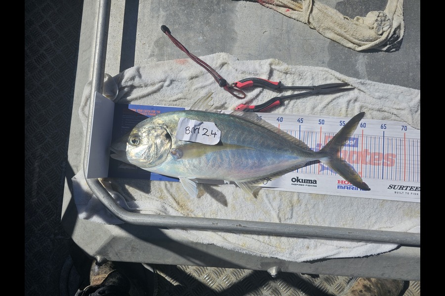 Phillip Rose caught this 54.5cm Trevally at Nelson/Marlborough during The Hirepool Baitmates Fishing Comp