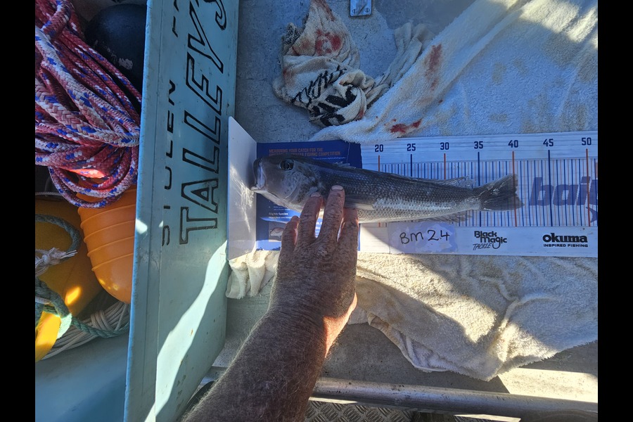 Phillip Rose caught this 40.0cm Blue Cod at Nelson/Marlborough during The Hirepool Baitmates Fishing Comp