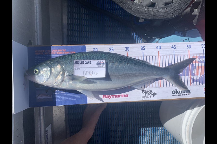Jonathan Brown caught this 46.0cm Kahawai at Nelson/Marlborough during The Hirepool Baitmates Fishing Comp