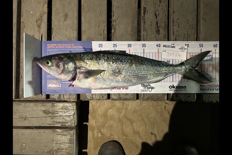 Buster Dickson caught this 52.5cm Kahawai at Bay of Plenty during The Hirepool Baitmates Fishing Comp