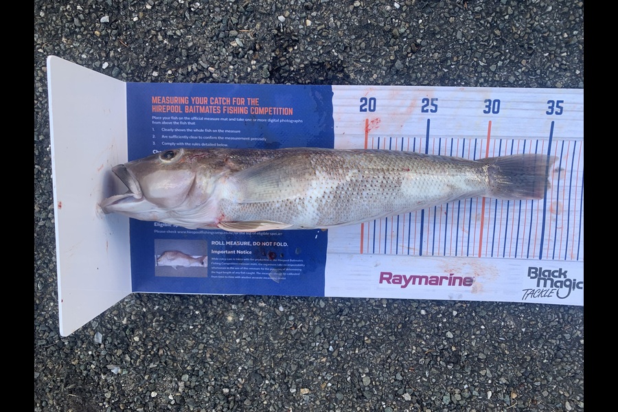 Jonathan Brown caught this 35.0cm Blue Cod at Nelson/Marlborough during The Hirepool Baitmates Fishing Comp