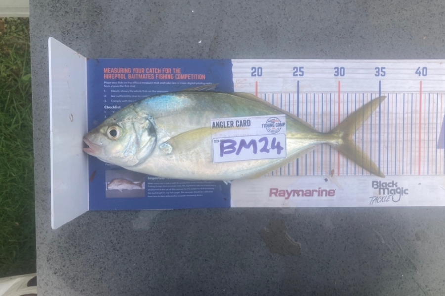 Piper Warmington caught this 31.5cm Trevally at Northland during The Hirepool Baitmates Fishing Comp