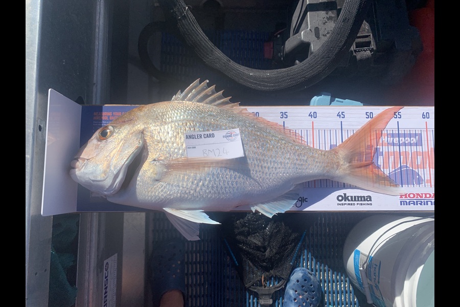 Carson Brown caught this 50.0cm Snapper at Nelson/Marlborough during The Hirepool Baitmates Fishing Comp
