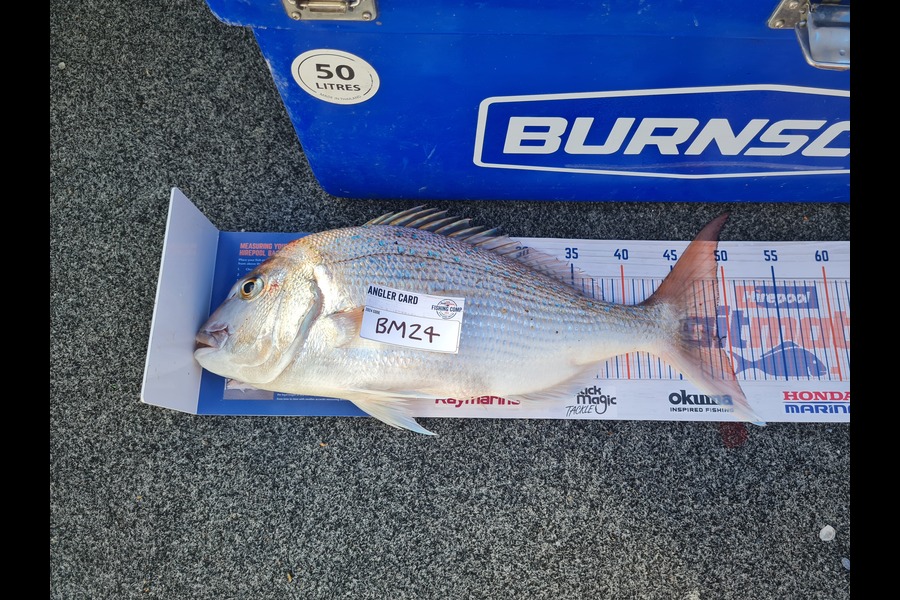 Justin Spain caught this 49.0cm Snapper at Nelson/Marlborough during The Hirepool Baitmates Fishing Comp