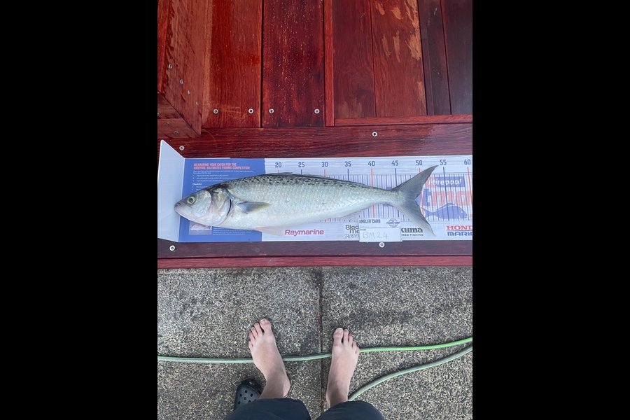 Shanon Imms caught this 48.5cm Kahawai at Northland during The Hirepool Baitmates Fishing Comp