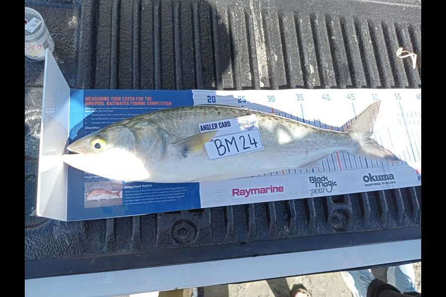 Warren Meyer caught this 46cm Kahawai at Wellington during The Hirepool Baitmates Fishing Comp