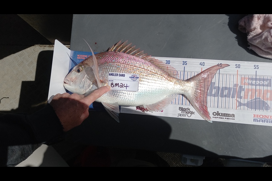 Clinton Jones caught this 41.5cm Snapper at Waikato during The Hirepool Baitmates Fishing Comp