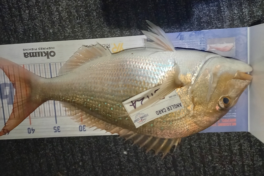 Radar Coxhead caught this 42.0cm Snapper at Bay of Plenty during The Hirepool Baitmates Fishing Comp