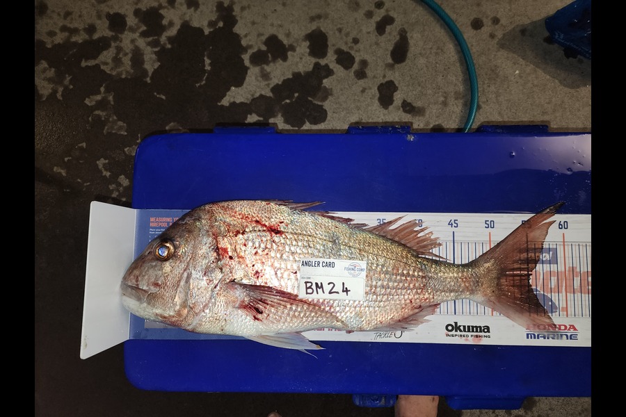 Gareth Evans caught this 55.0cm Snapper at Northland during The Hirepool Baitmates Fishing Comp
