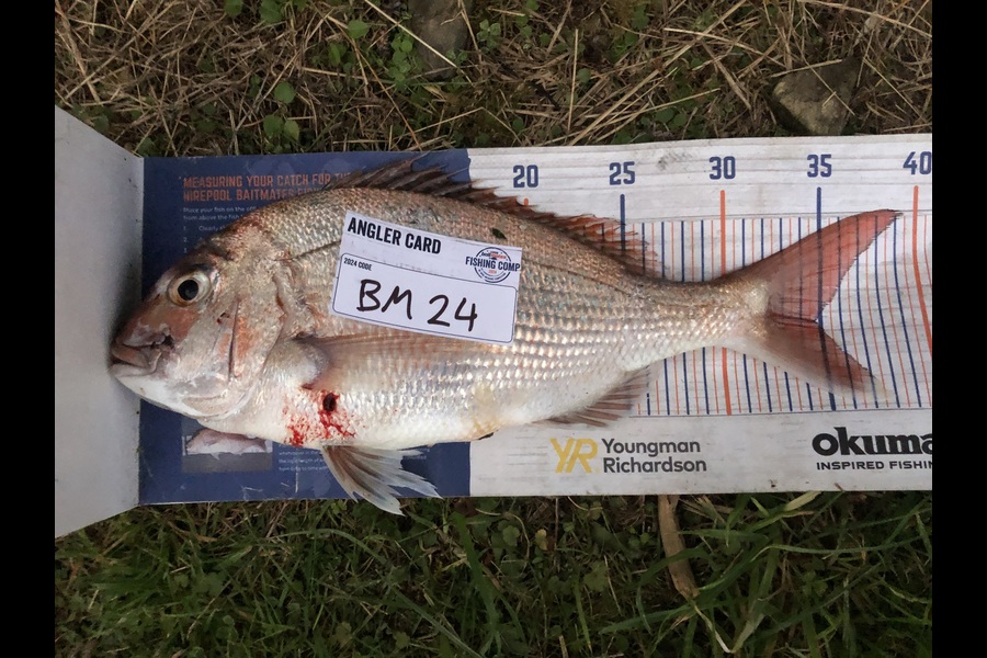 Andy Lash caught this 34.5cm Snapper at Nelson/Marlborough during The Hirepool Baitmates Fishing Comp