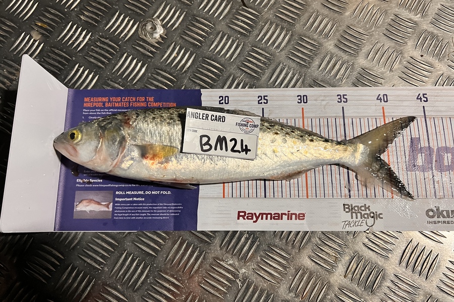 Isaac Dudson caught this 39.0cm Kahawai at Bay of Plenty during The Hirepool Baitmates Fishing Comp