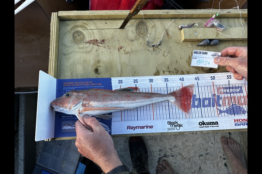 Bronson Repko caught this 42cm Gurnard at Hawkes Bay during The Hirepool Baitmates Fishing Comp