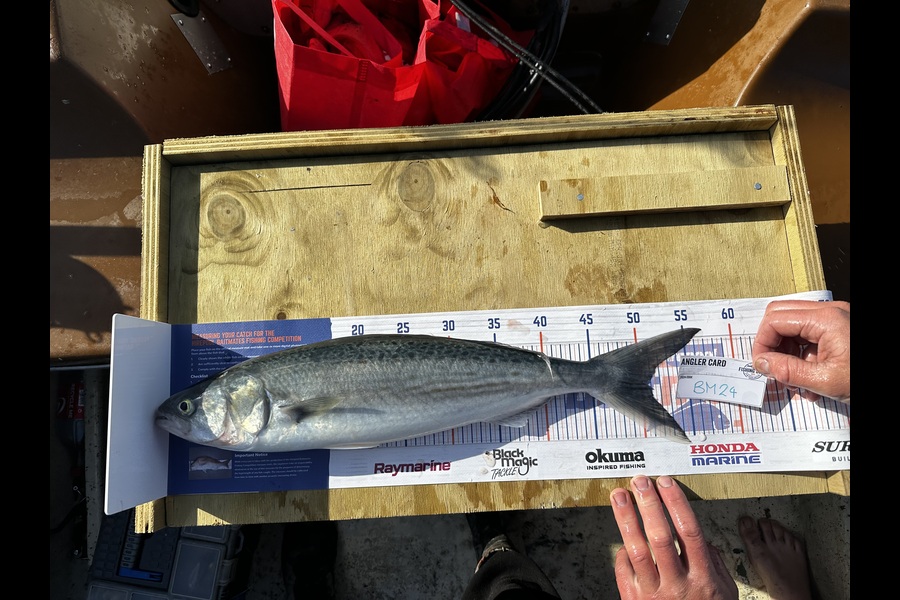 Bronson Repko caught this 50.5cm Kahawai at Hawkes Bay during The Hirepool Baitmates Fishing Comp