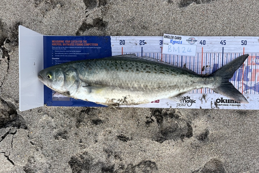 Kyuss Bougen caught this 46.5cm Kahawai at Coromandel during The Hirepool Baitmates Fishing Comp