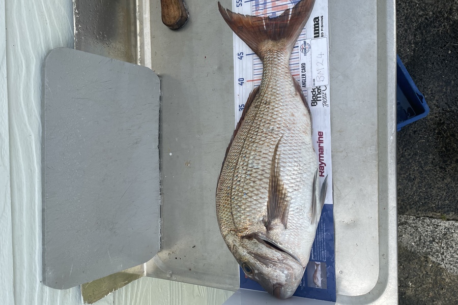 Shanon Imms caught this 51.0cm Snapper at Northland during The Hirepool Baitmates Fishing Comp