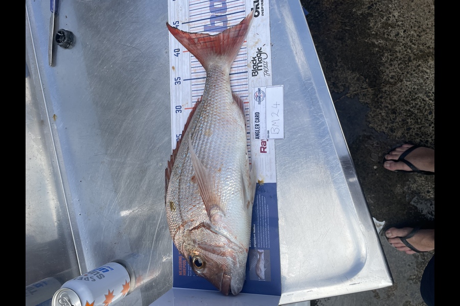 Shanon Imms caught this 42.0cm Snapper at Northland during The Hirepool Baitmates Fishing Comp