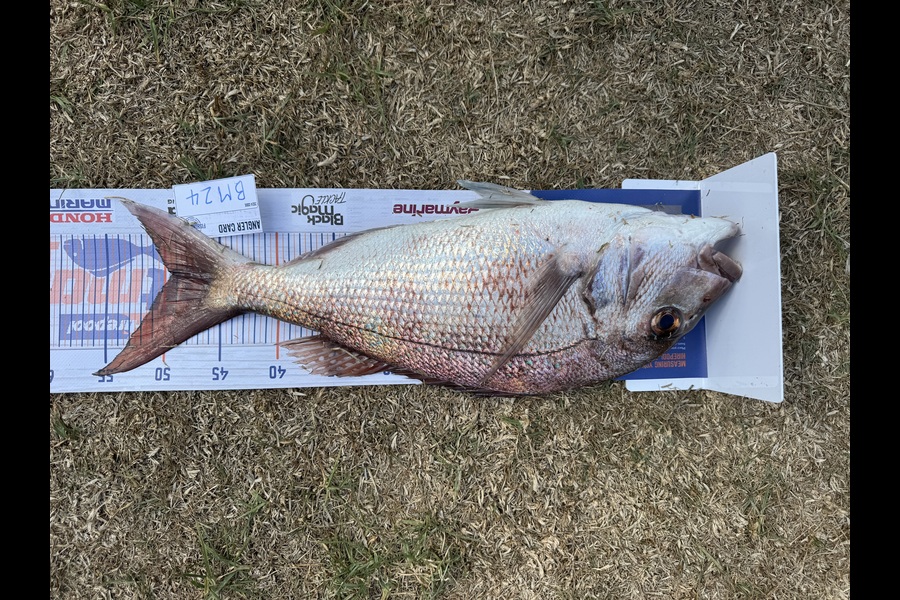 Kodi Russell-Owen caught this 49.0cm Snapper at Northland during The Hirepool Baitmates Fishing Comp