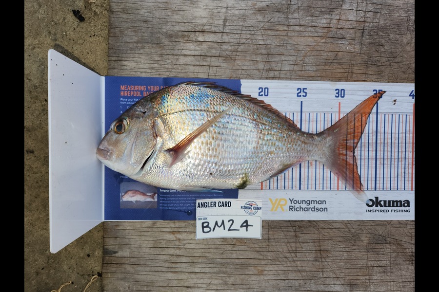 Cory Piggales caught this 32.0cm Snapper at Waikato during The Hirepool Baitmates Fishing Comp
