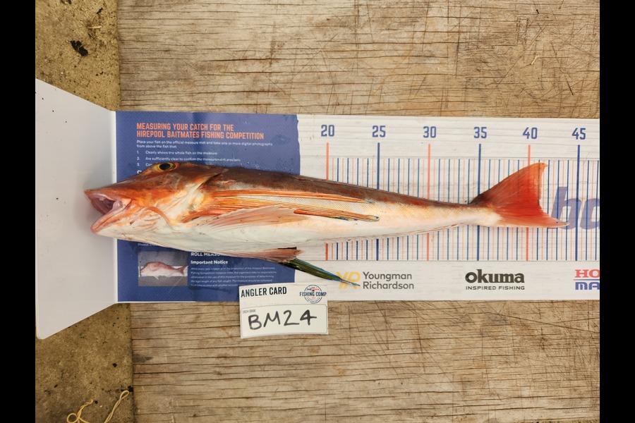 Cory Piggales caught this 41.0cm Gurnard at Waikato during The Hirepool Baitmates Fishing Comp
