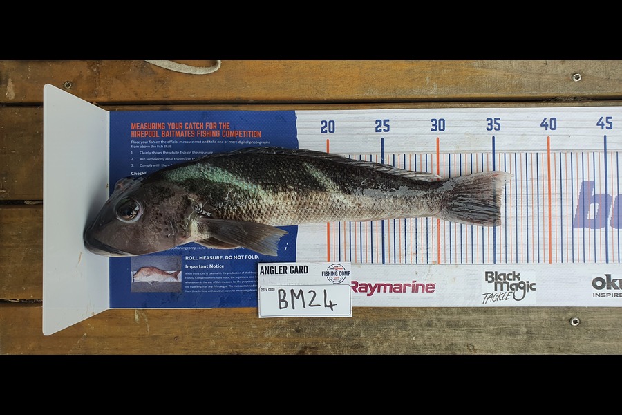 Shanon James caught this 35.5cm Blue Cod at Nelson/Marlborough during The Hirepool Baitmates Fishing Comp