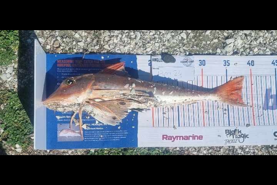 Tain Rookes caught this 37.5cm Gurnard at Waikato during The Hirepool Baitmates Fishing Comp