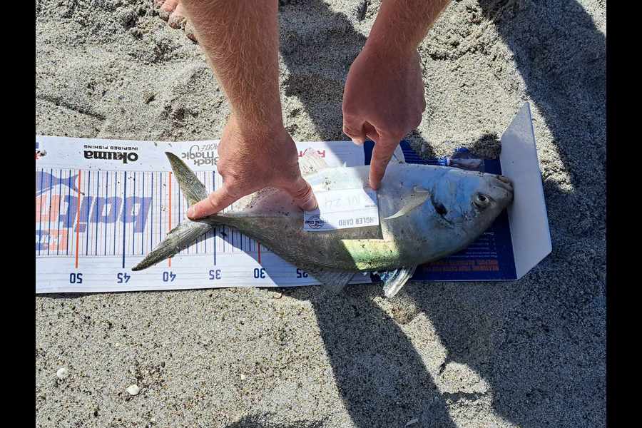 Aaron Geerlings caught this 37cm Trevally at Bay of Plenty during The Hirepool Baitmates Fishing Comp