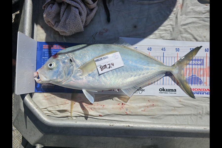 Phillip Rose caught this 52.0cm Trevally at Nelson/Marlborough during The Hirepool Baitmates Fishing Comp