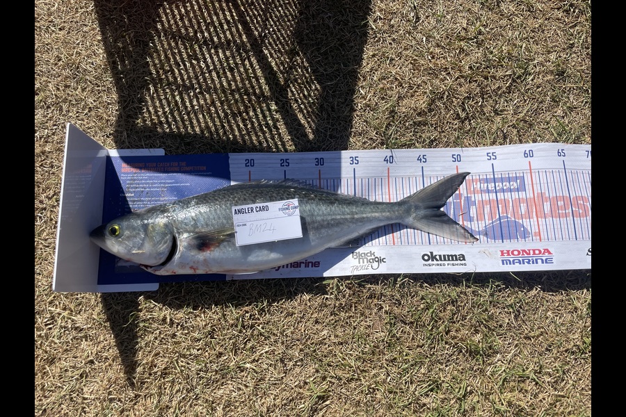 Ziggy Bolstad caught this 47cm Kahawai at Northland during The Hirepool Baitmates Fishing Comp
