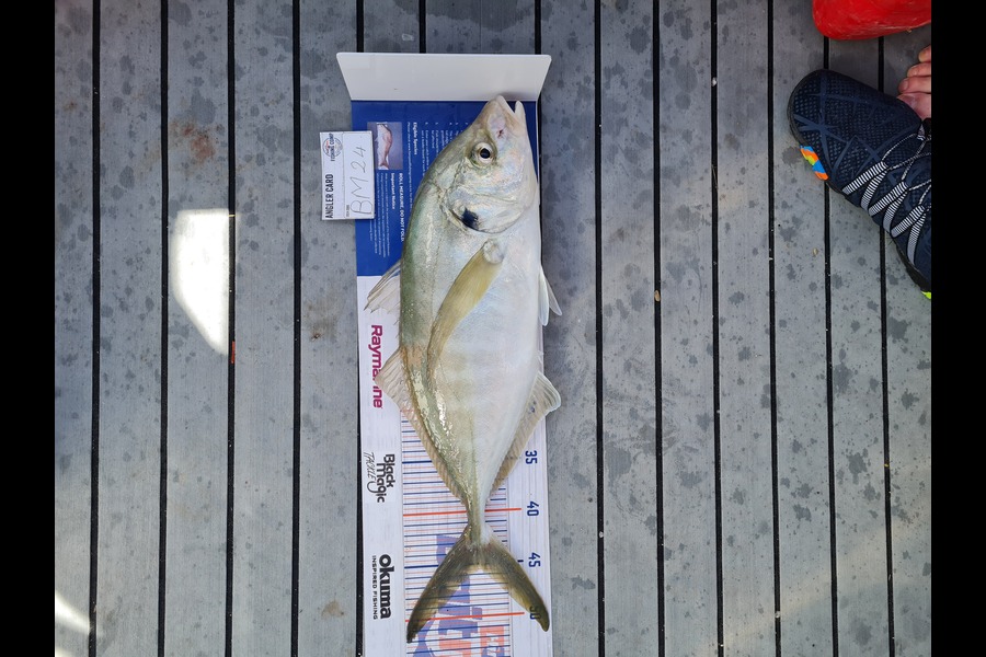Rinus Janse van Rensburg caught this 45.0cm Trevally at Coromandel during The Hirepool Baitmates Fishing Comp