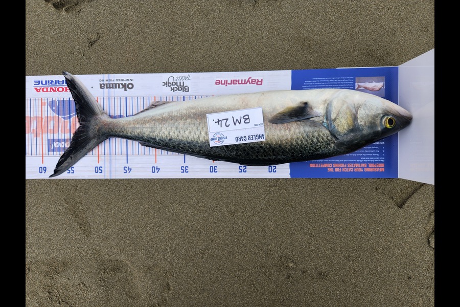 Nick Powell caught this 53.5cm Kahawai at Canterbury during The Hirepool Baitmates Fishing Comp