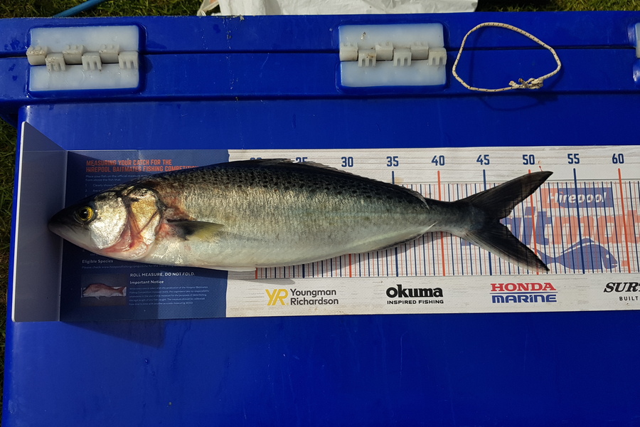 Ashton Newland caught this 46.0cm Kahawai at Coromandel during The Hirepool Baitmates Fishing Comp