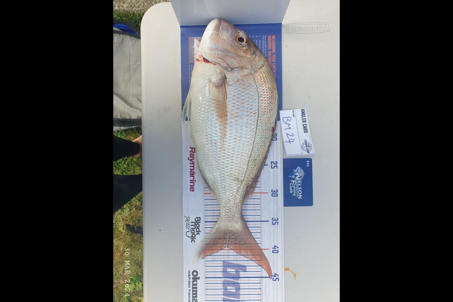 Gareth  Nicholson  caught this 39.5cm Snapper at Nelson/Marlborough during The Hirepool Baitmates Fishing Comp