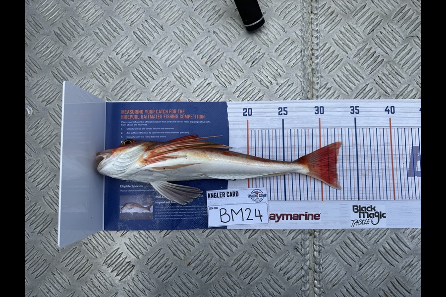 Nick Coulter caught this 32.0cm Gurnard at Coromandel during The Hirepool Baitmates Fishing Comp