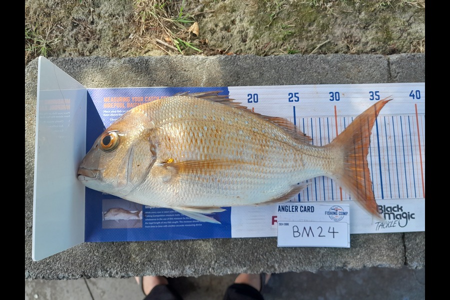 Arlo Lovegrove caught this 33.0cm Snapper at Auckland during The Hirepool Baitmates Fishing Comp