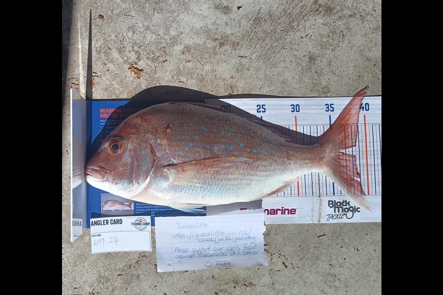 Tracy Holland caught this 38.5cm Snapper at Nelson/Marlborough during The Hirepool Baitmates Fishing Comp