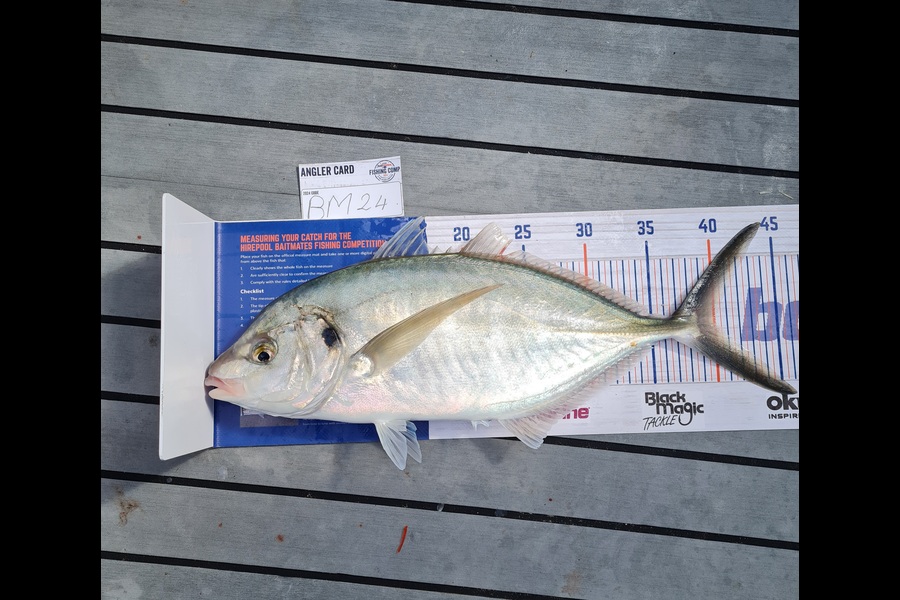 Malaky Williams caught this 40.0cm Trevally at Coromandel during The Hirepool Baitmates Fishing Comp