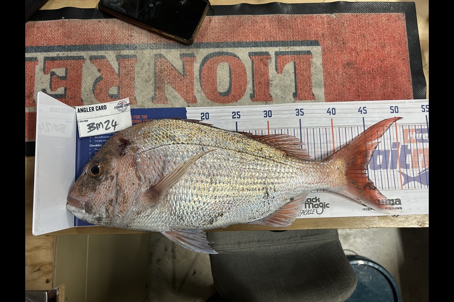 Nikita Bain caught this 45cm Snapper at Bay of Plenty during The Hirepool Baitmates Fishing Comp
