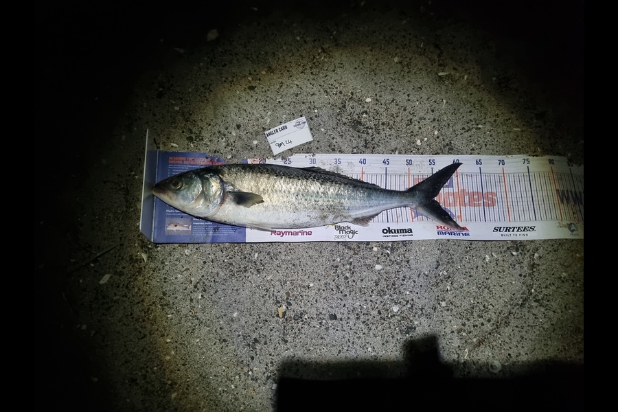 Michael Brown caught this 54.5cm Kahawai at Bay of Plenty during The Hirepool Baitmates Fishing Comp