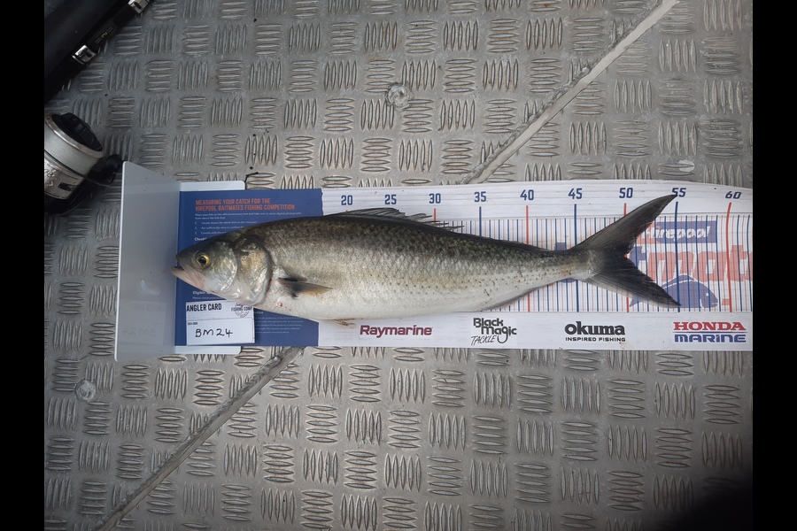Clinton Emtage caught this 49.5cm Kahawai at Northland during The Hirepool Baitmates Fishing Comp