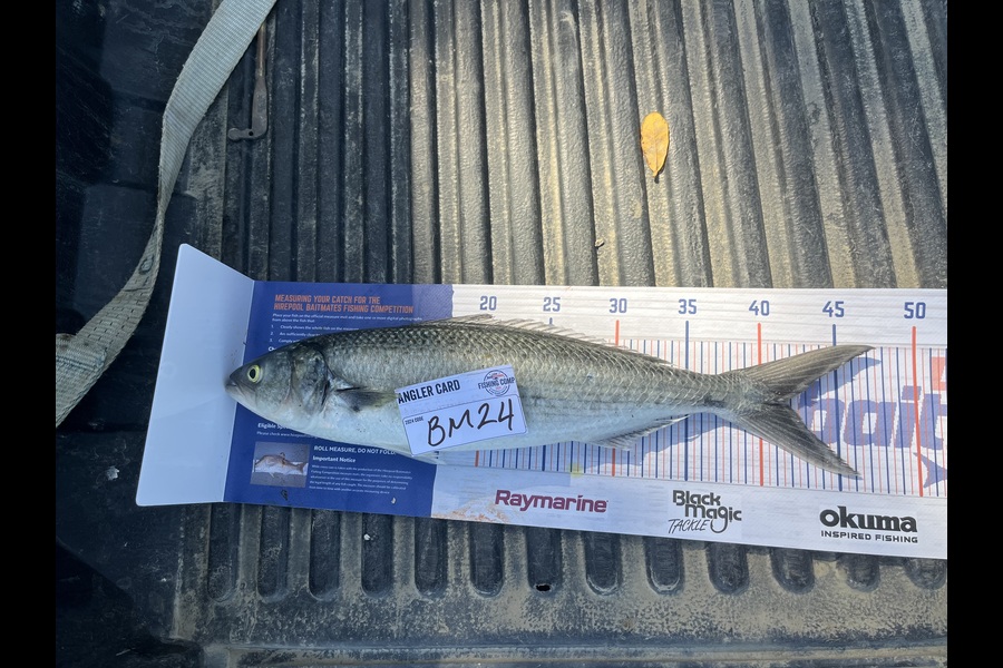 Tiaan Hudson caught this 41.5cm Kahawai at Northland during The Hirepool Baitmates Fishing Comp