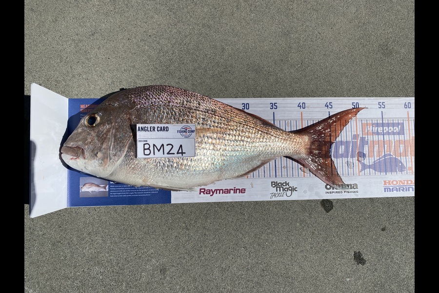 Aden Herbert caught this 45.0cm Snapper at Bay of Plenty during The Hirepool Baitmates Fishing Comp