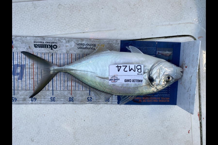 Aden Herbert caught this 37cm Trevally at Bay of Plenty during The Hirepool Baitmates Fishing Comp