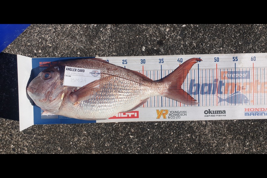 Ty Hayward caught this 40.0cm Snapper at Coromandel during The Hirepool Baitmates Fishing Comp